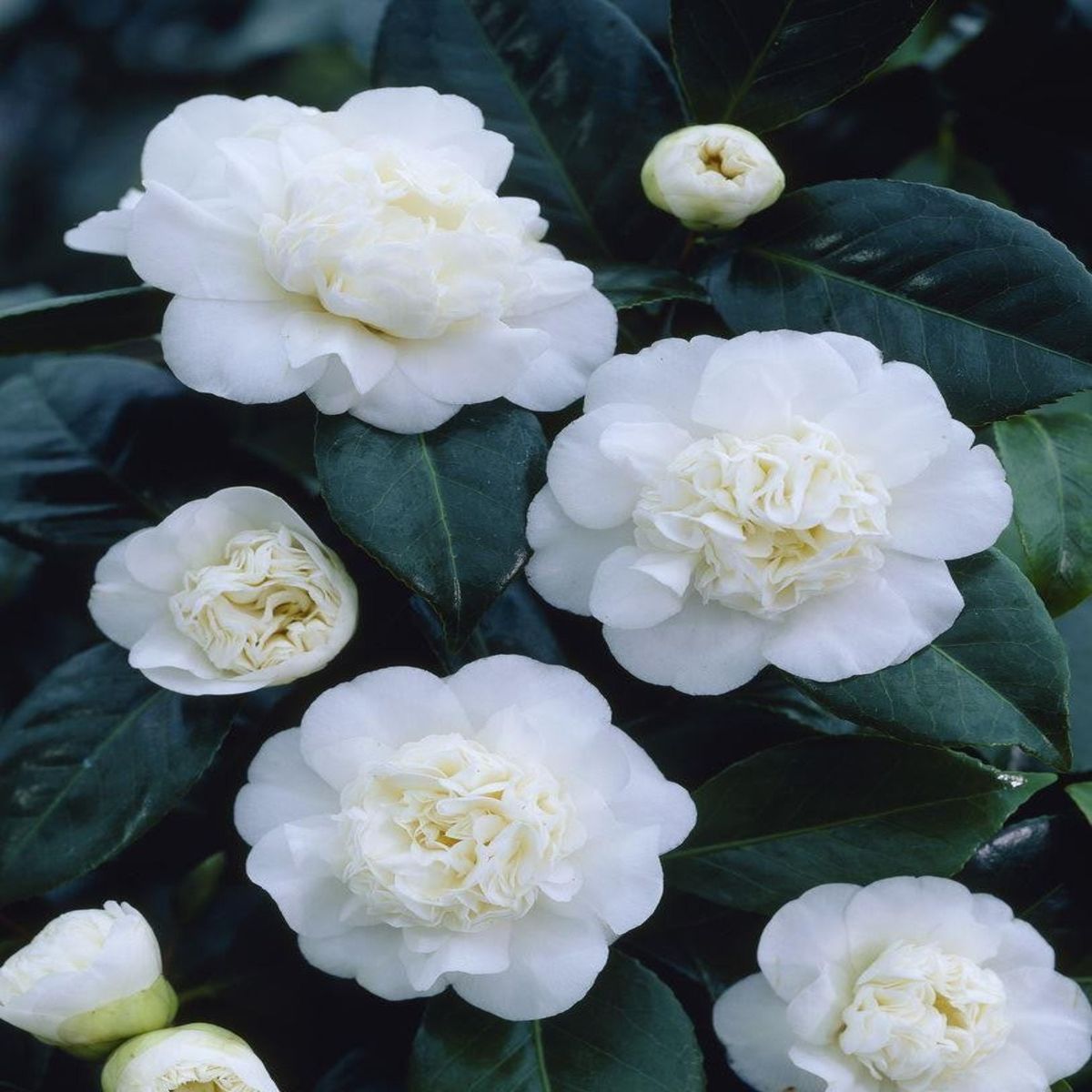 Regal Camellia Japonica 'Nobilissima' - 9cm Pot, Elegant Blooms Await!