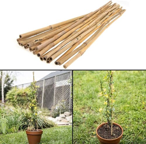 100 Premium 5FT Bamboo Canes – Eco - Friendly Garden Solutions! - plants - express.com