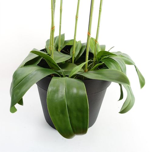 110cm Large Pink Orchid Plant Artifcial 41 REAL TOUCH flowers - plants - express.com