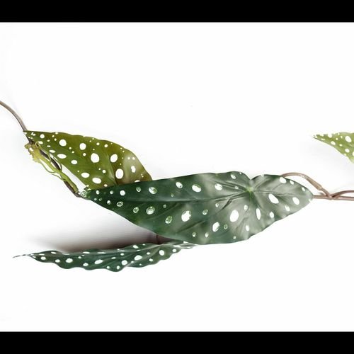 110cm Realistic Begonia Maculata Hanging Plant - Lush, Spotted Elegance! - plants - express.com