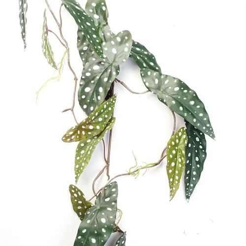 110cm Realistic Begonia Maculata Hanging Plant - Lush, Spotted Elegance! - plants - express.com