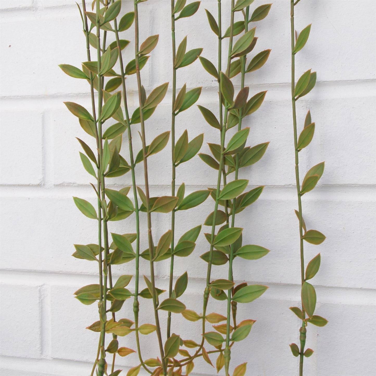 12 - Pack 120cm Realistic Artificial Hanging String of Pearls - Perfect for Displays! - plants - express.com