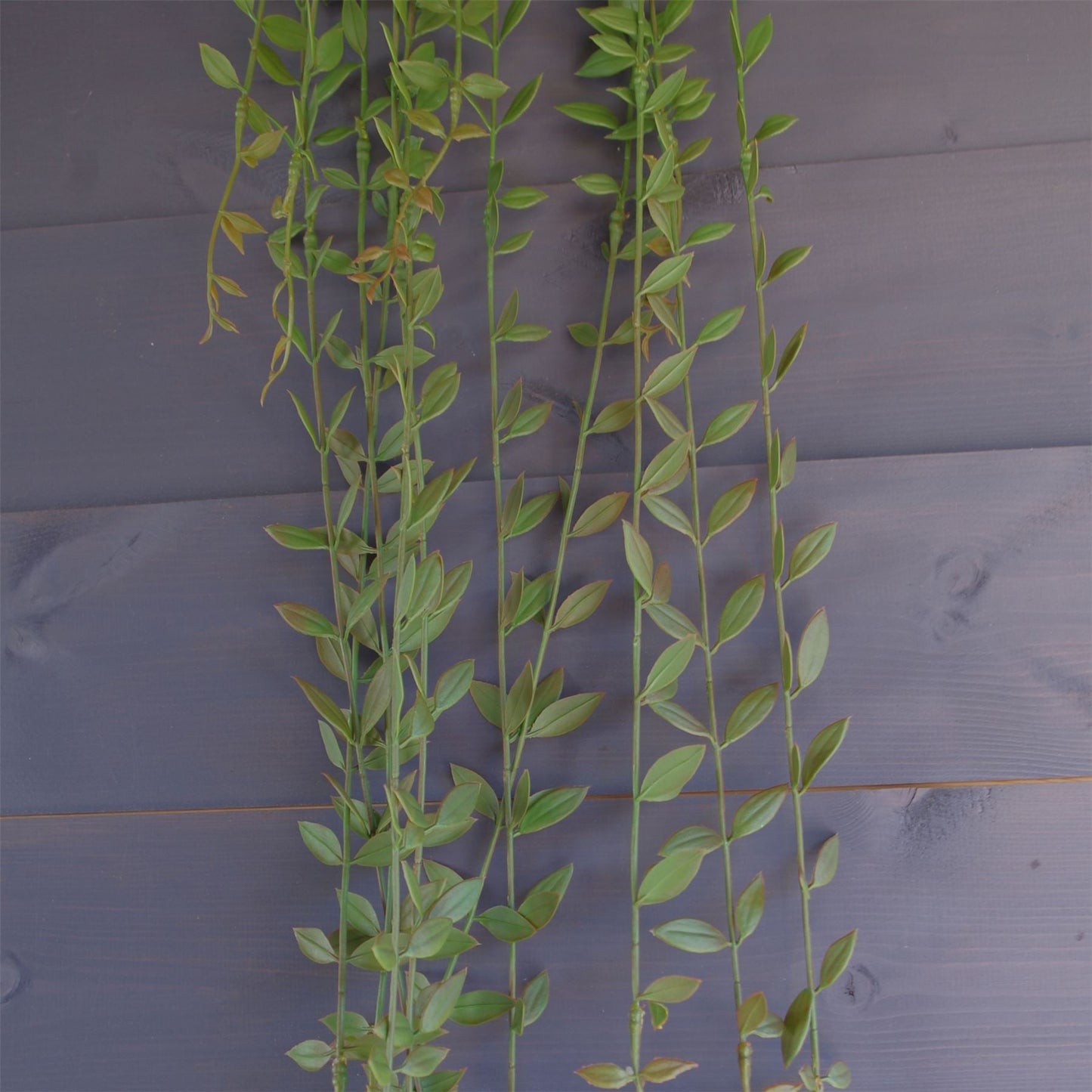 12 - Pack 120cm Realistic Artificial Hanging String of Pearls - Perfect for Displays! - plants - express.com