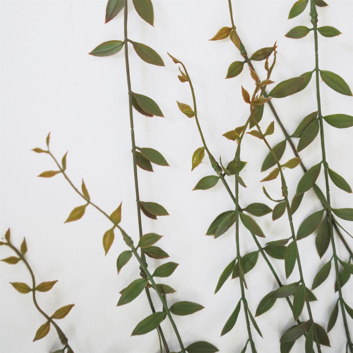12 - Pack 120cm Realistic Artificial Hanging String of Pearls - Perfect for Displays! - plants - express.com