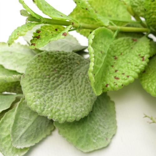 125cm Adjustable Artificial Mint Leaf Garland - Lush Greenery for Any Space - plants - express.com