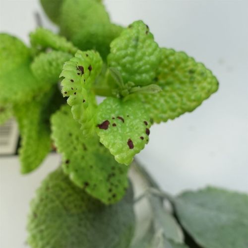 125cm Adjustable Artificial Mint Leaf Garland - Lush Greenery for Any Space - plants - express.com