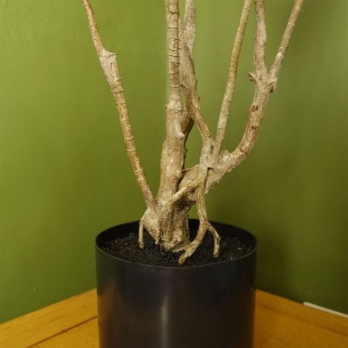 125cm Lifelike Dragon Plant Tree - Perfectly Crafted Artificial Greenery - plants - express.com