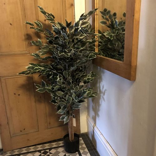 130cm Tall Variegated WhiteandGreen Bushy Ficus Tree - plants - express.com