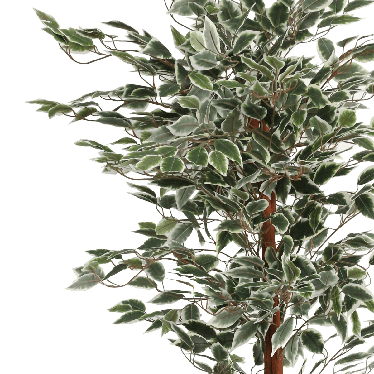 160cm Artificial Ficus with Realistic Variegated Leaves - plants - express.com