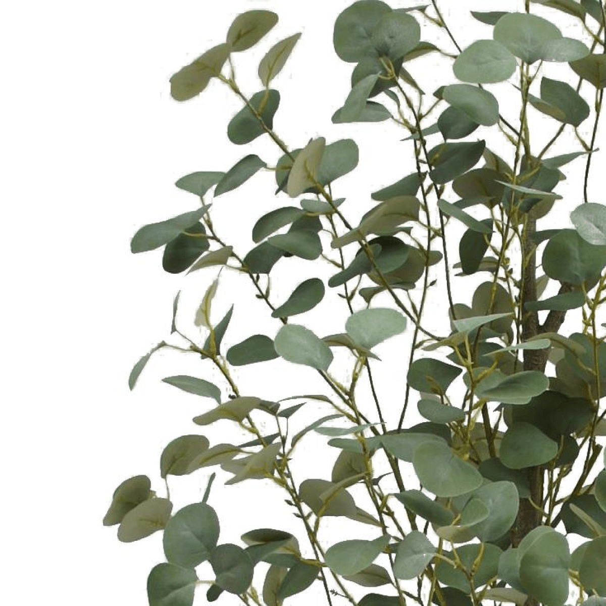 180cm Lifesize Eucalyptus Silk Tree - Effortless Greenery for Any Space - plants - express.com