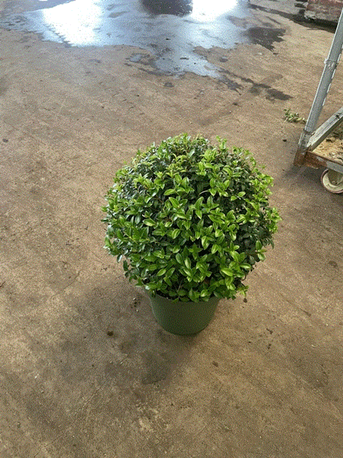 Charming Osmanthus Burkwoodii Ball - Elegant Evergreen Shrub for Any Garden