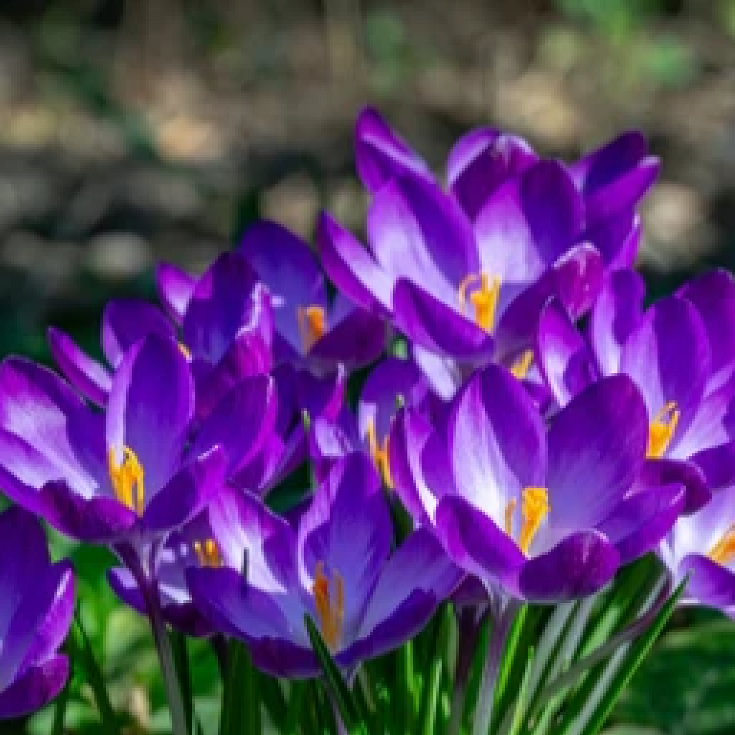 Vibrant Ruby Giant Crocus Bulbs - 12 Pack for Stunning Spring Blooms!