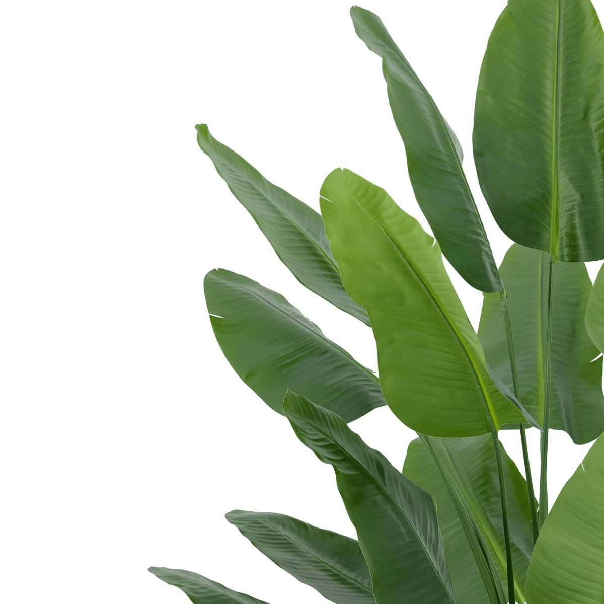 200cm Lifelike Traveller Palm: Effortless Tropical Elegance for Any Space - plants - express.com