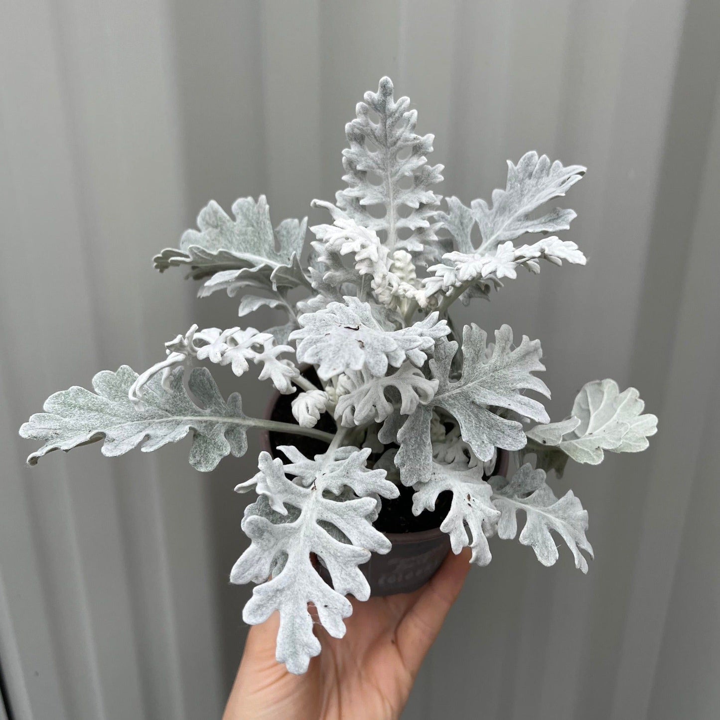 3 x Cineraria 'Silver Dust' (9cm Pots) - plants - express.com