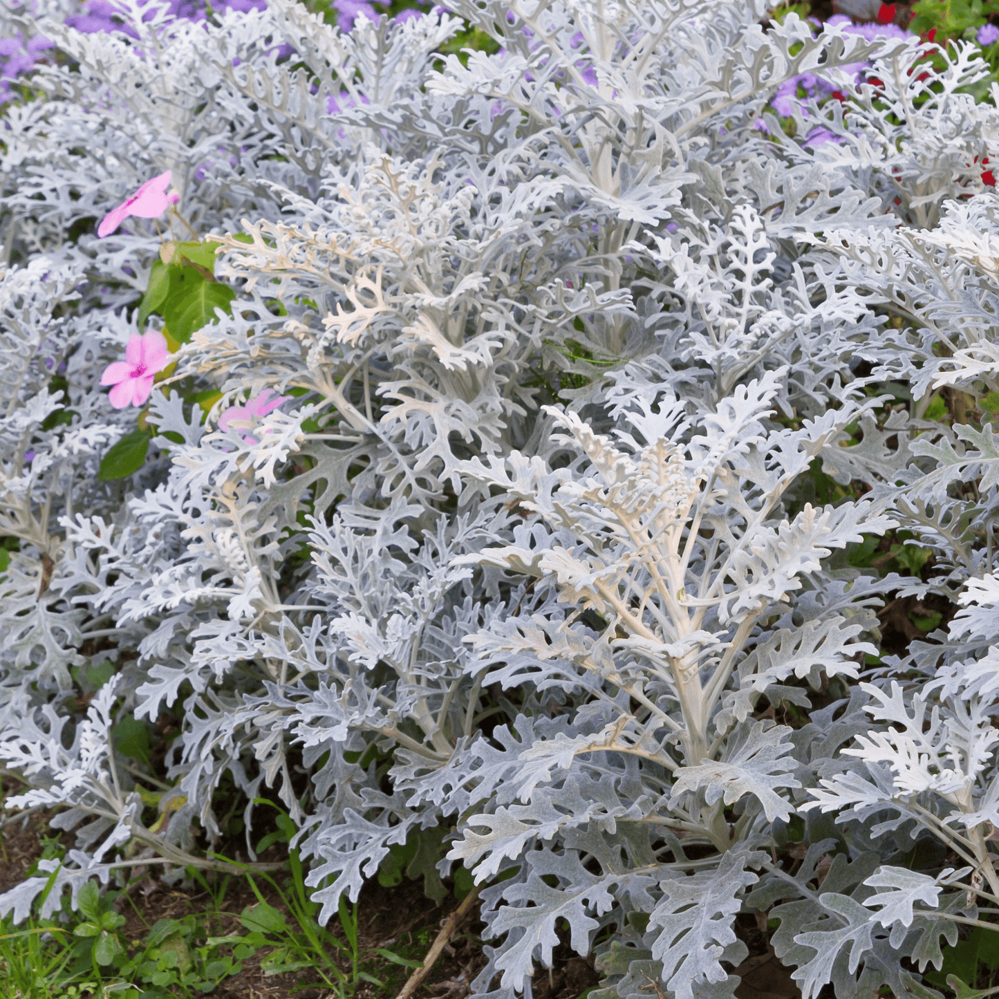 3 x Cineraria 'Silver Dust' (9cm Pots) - plants - express.com