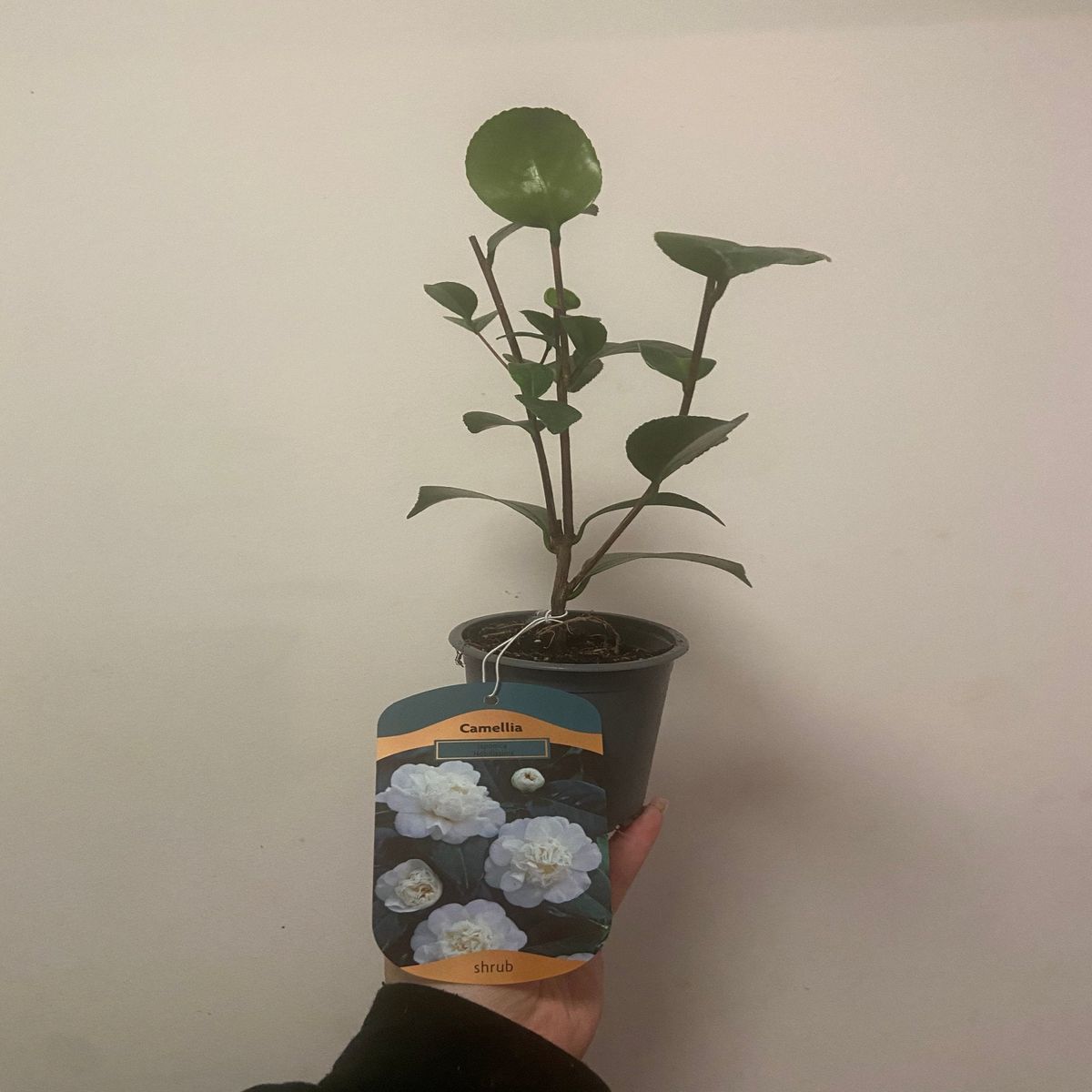Regal Camellia Japonica 'Nobilissima' - 9cm Pot, Elegant Blooms Await!