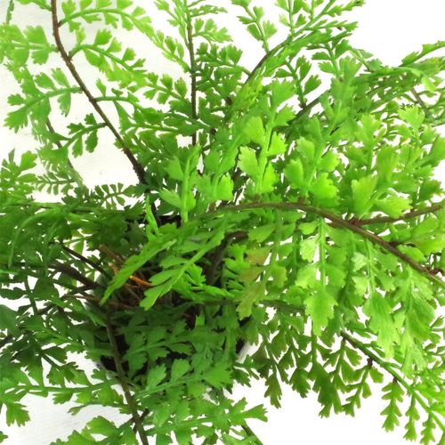30cm Artificial Potted Royal Fern - plants - express.com