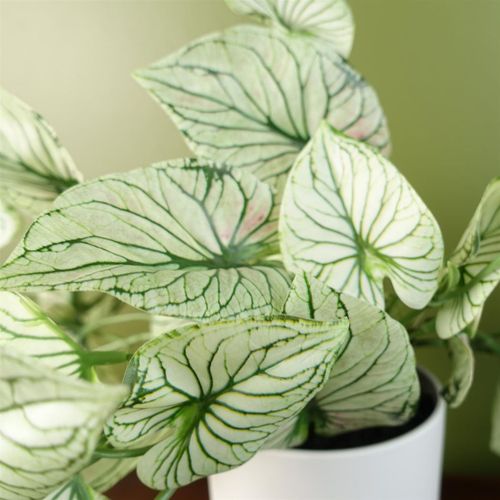 30cm Realistic Potted Variegated Alocasia - Stunning Indoor Decor - plants - express.com