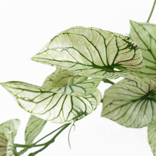 30cm Realistic Variegated Alocasia in Decorative Pot – Perfect Shelf Accent! - plants - express.com