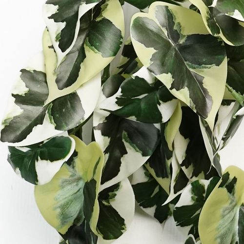 40cm Realistic Trailing Variegated Marble Pothos - Perfect for Any Display! - plants - express.com