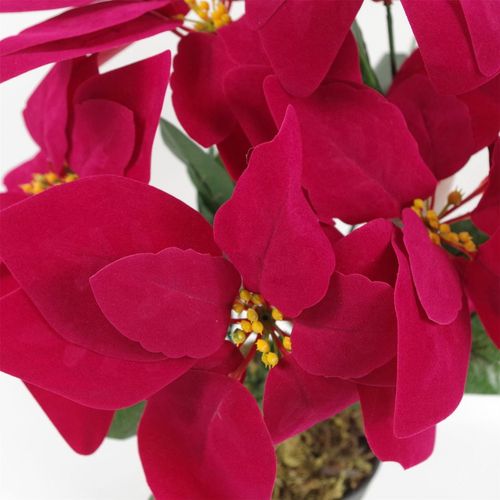 40cm Velvet Touch Red Poinsettia in Stylish Silver Curved Planter - plants - express.com