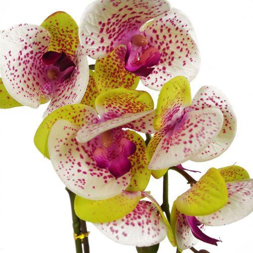 46cm Harlequin Pink Orchid in Silver Pot - plants - express.com