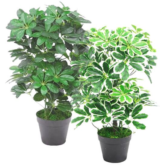 55cm Dark Green Artificial Schefflera Arboricola - Lifelike Home Decor Plant - plants - express.com