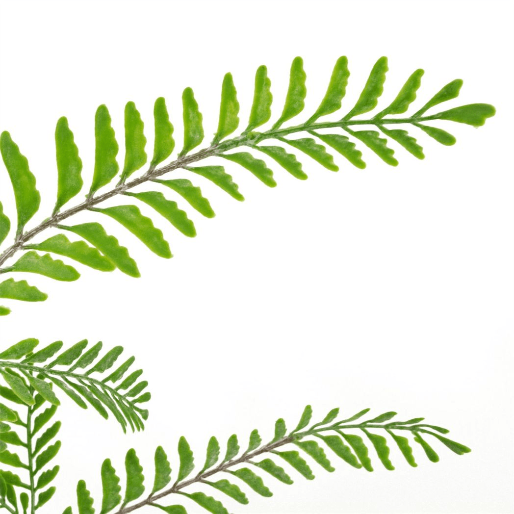 55cm Himalayan Maidenhair Fern - Realistic Artificial Plant for Effortless Elegance - plants - express.com