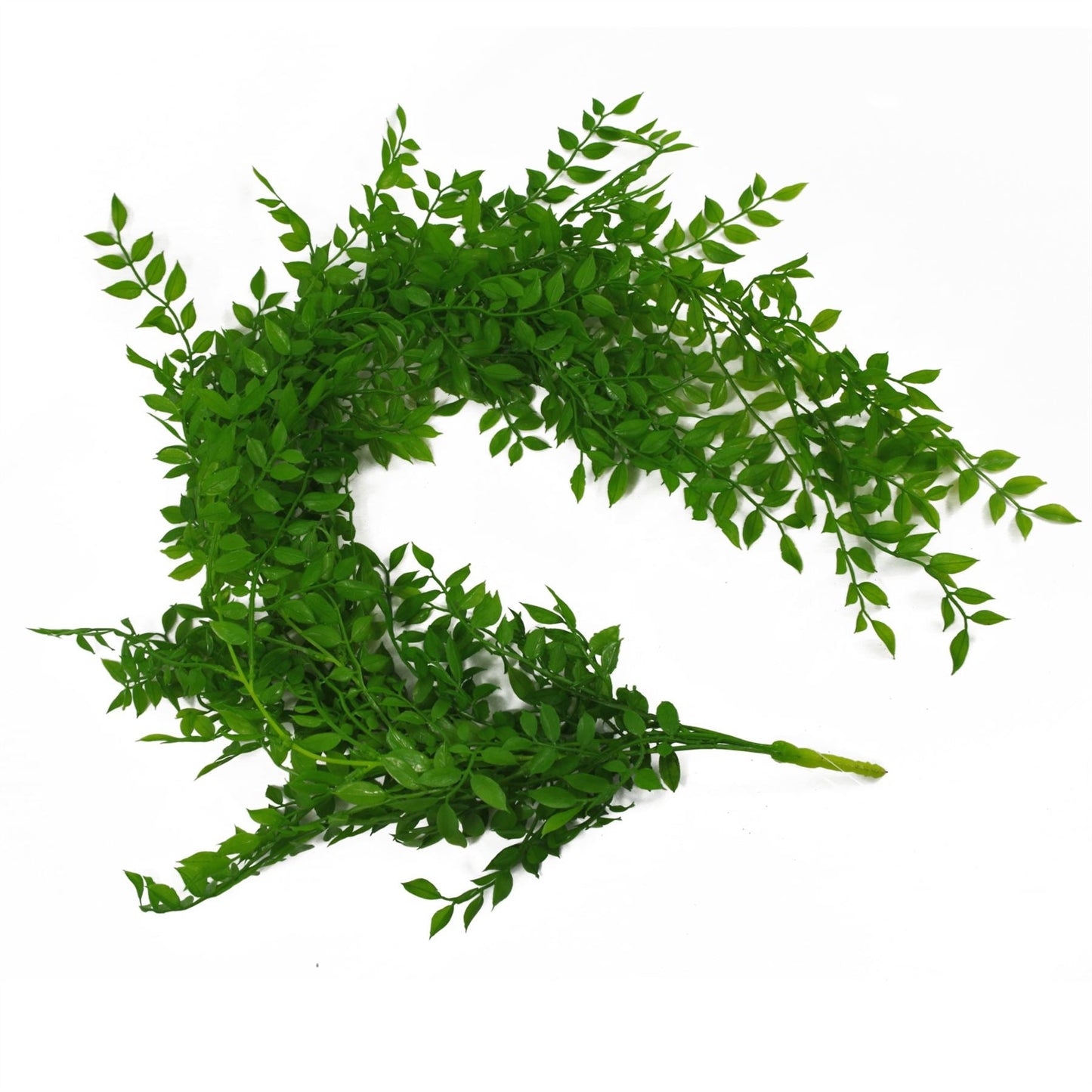 6 - Pack 100cm Light Green Hanging String of Pearls Fern – Elegant Decor - plants - express.com