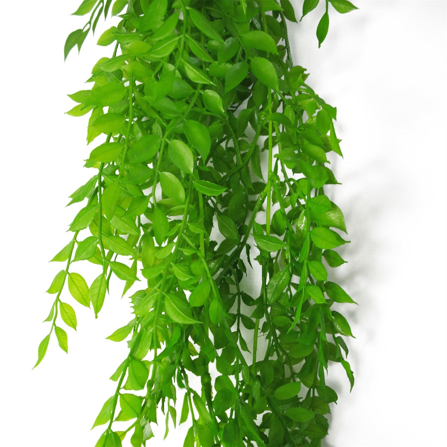 6 - Pack 100cm Light Green Hanging String of Pearls Fern – Elegant Decor - plants - express.com