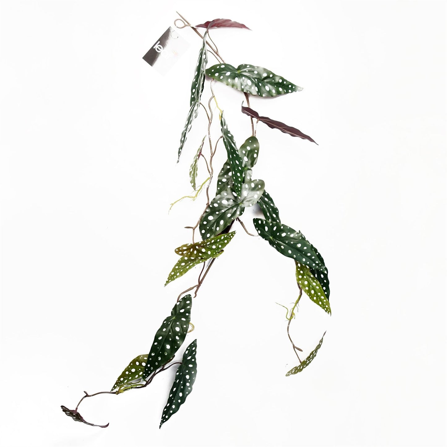 6 - Pack 110cm Realistic Trailing Begonia Maculata - Lush Spotted Foliage! - plants - express.com