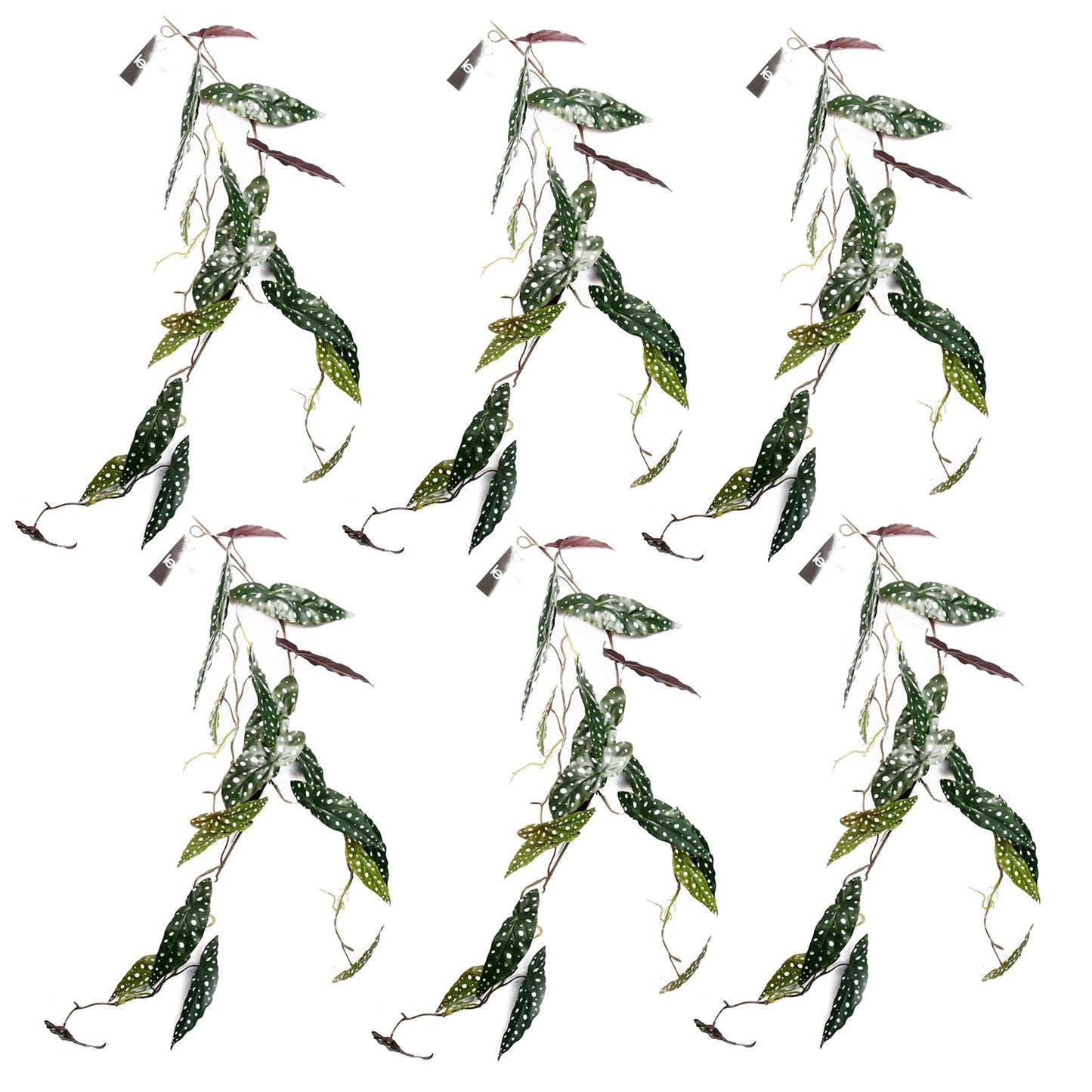 6 - Pack 110cm Realistic Trailing Begonia Maculata - Lush Spotted Foliage! - plants - express.com