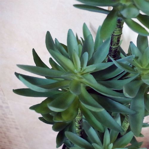 60cm Lifelike Artificial Yukka Palm in Stylish Decorative Planter - plants - express.com