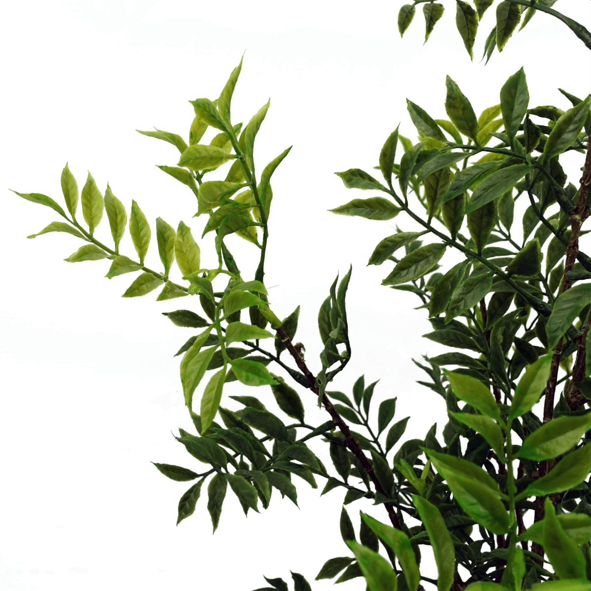 60cm Lifelike Nandina Bonsai Tree – Elegant Indoor Décor with Adjustable Branches - plants - express.com