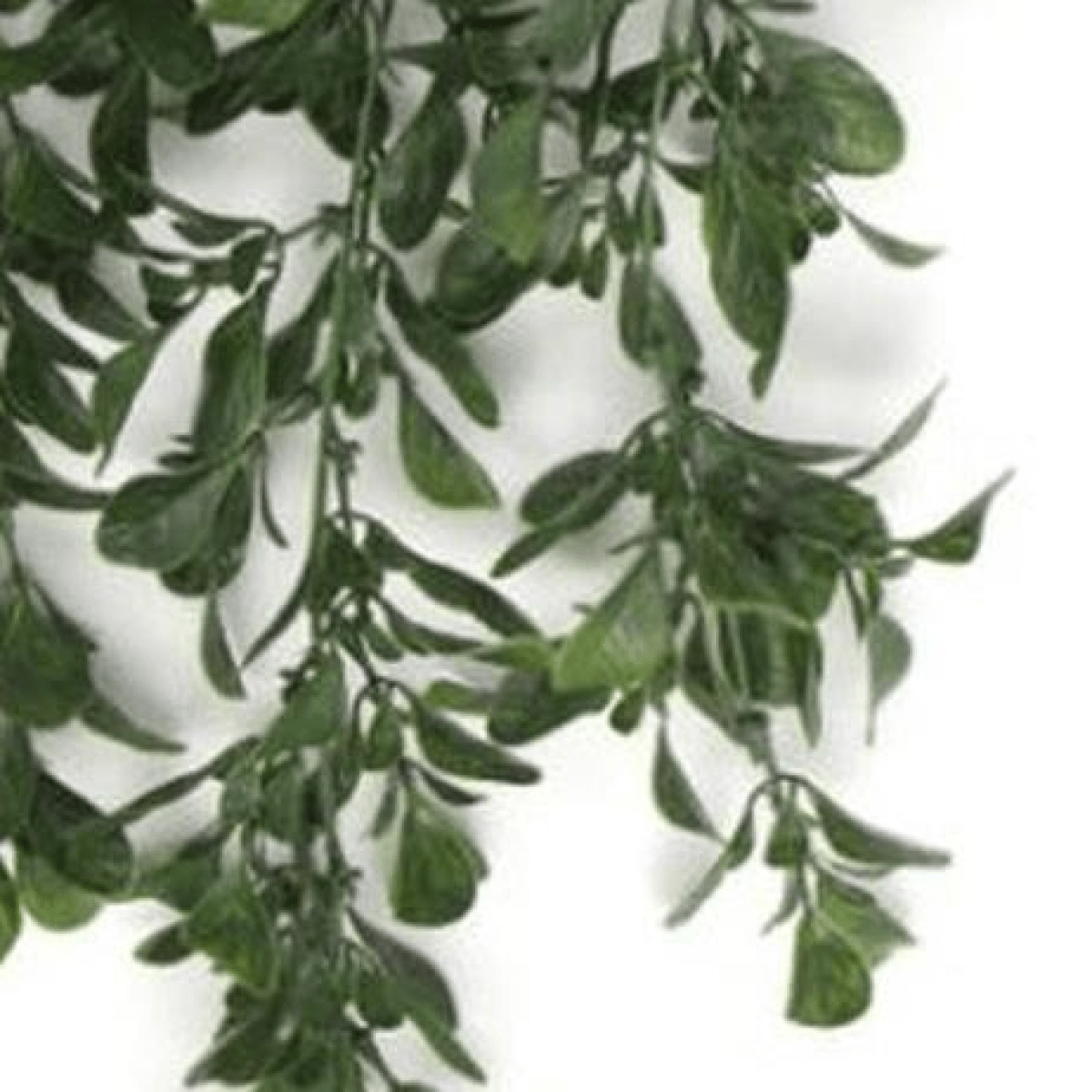 68cm UV & Fire Resistant Hanging Artificial Peperomia - Effortless Elegance! - plants - express.com