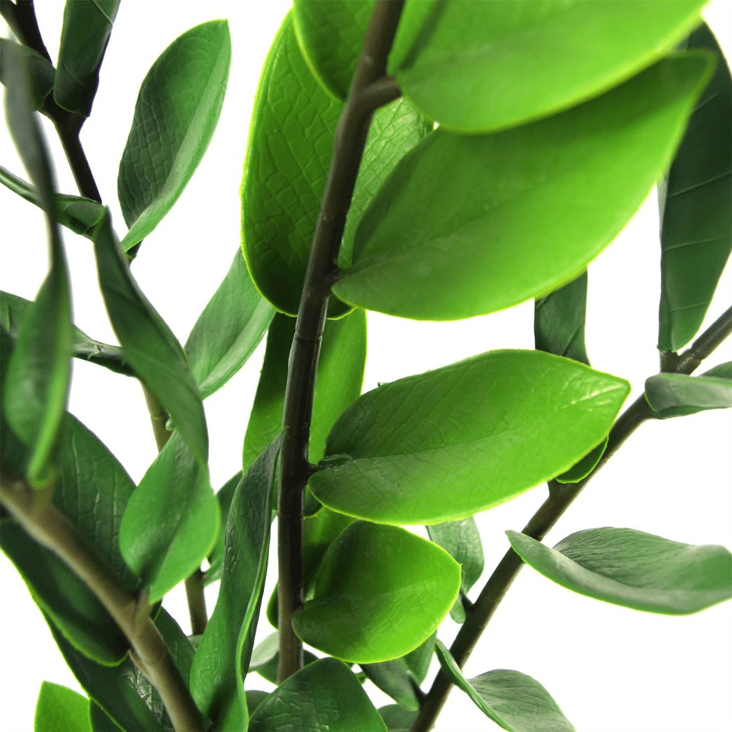 75cm Artificial Zanzibar Green Gem Zamioculcas Succulent Indoor Plant - plants - express.com