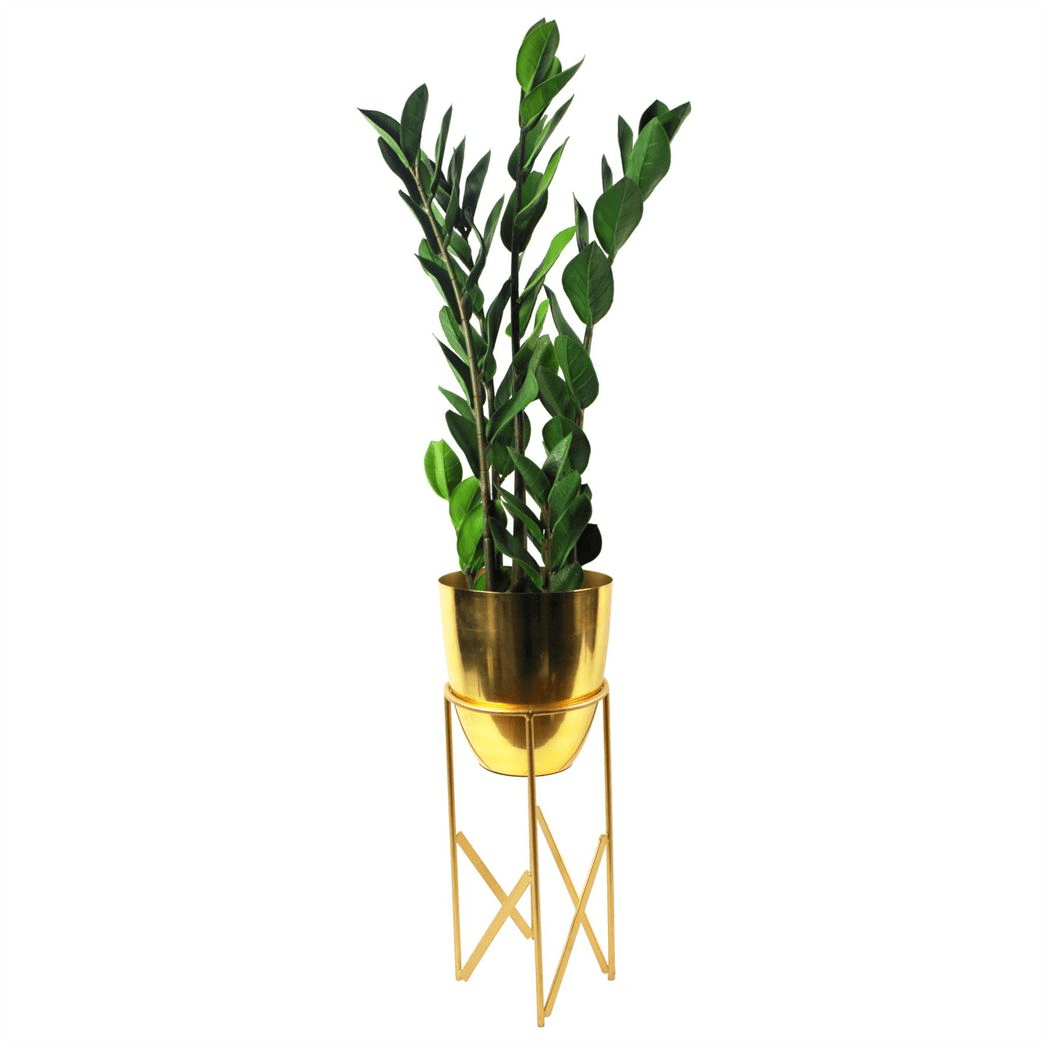 75cm Artificial Zanzibar Green Gem Zamioculcas Succulent Indoor Plant - plants - express.com