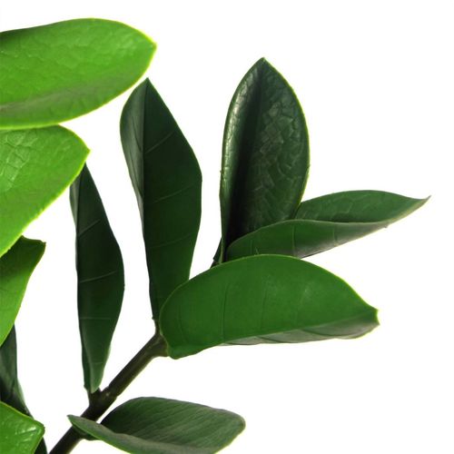 75cm Lifelike Zanzibar Green Gem Zamioculcas - Maintenance - Free Indoor Beauty - plants - express.com