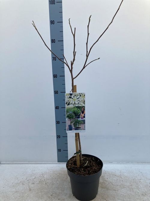 90–100cm Magnolia Stellata Living Standard Tree – Star Magnolia in Bloom All Year - plants - express.com