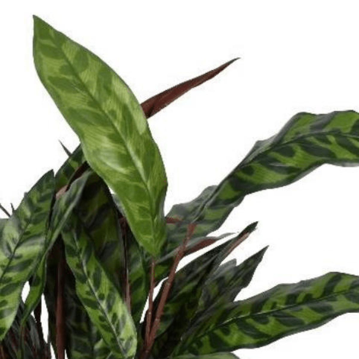 90cm Fire Retardant Faux Peacock Foliage Bush - Vibrant & Low - Maintenance! - plants - express.com