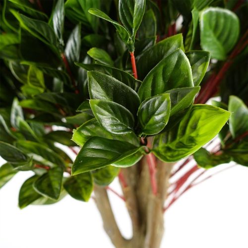 90cm UV Resistant Gloxinia Single Ball Topiary with 1608 Leaves and Natural Trunk - plants - express.com