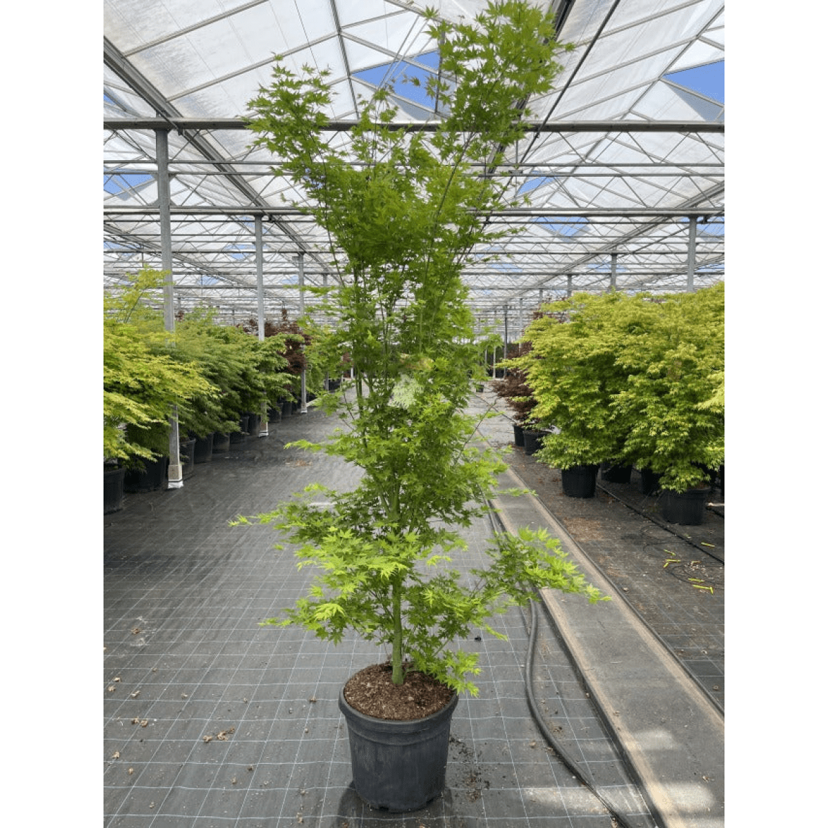 Acer palmatum 'Going Green' 10.5cm/2L/3L/45L - plants - express.com
