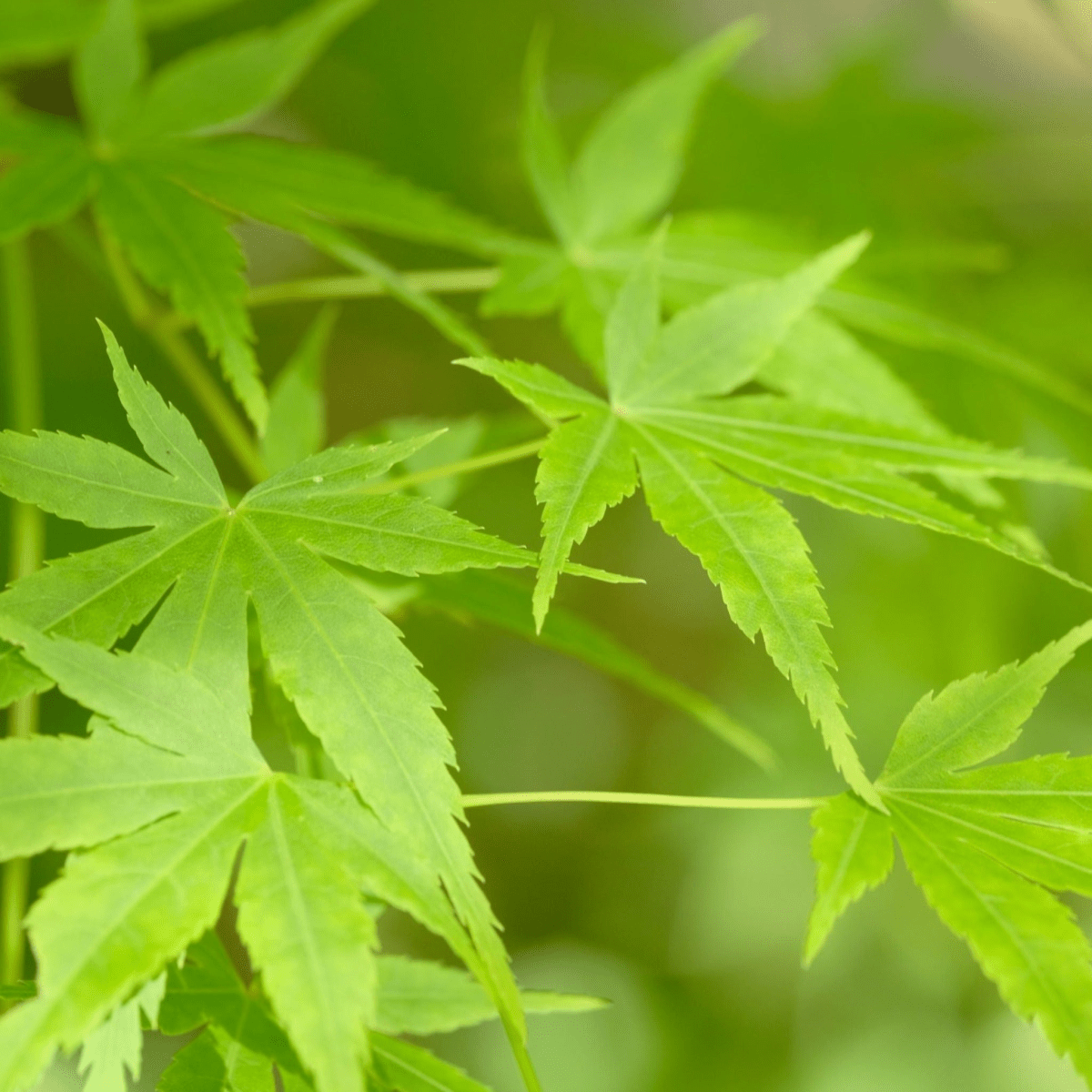 Acer palmatum Going Green Japanese Maple - Seasonal Color, 2L/3L Pot - plants - express.com