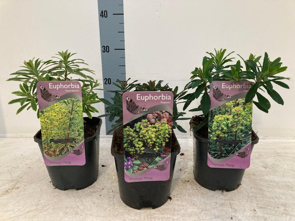 Ascot Rainbow Euphorbia: Vibrant Perennial with Kaleidoscopic Foliage - plants - express.com