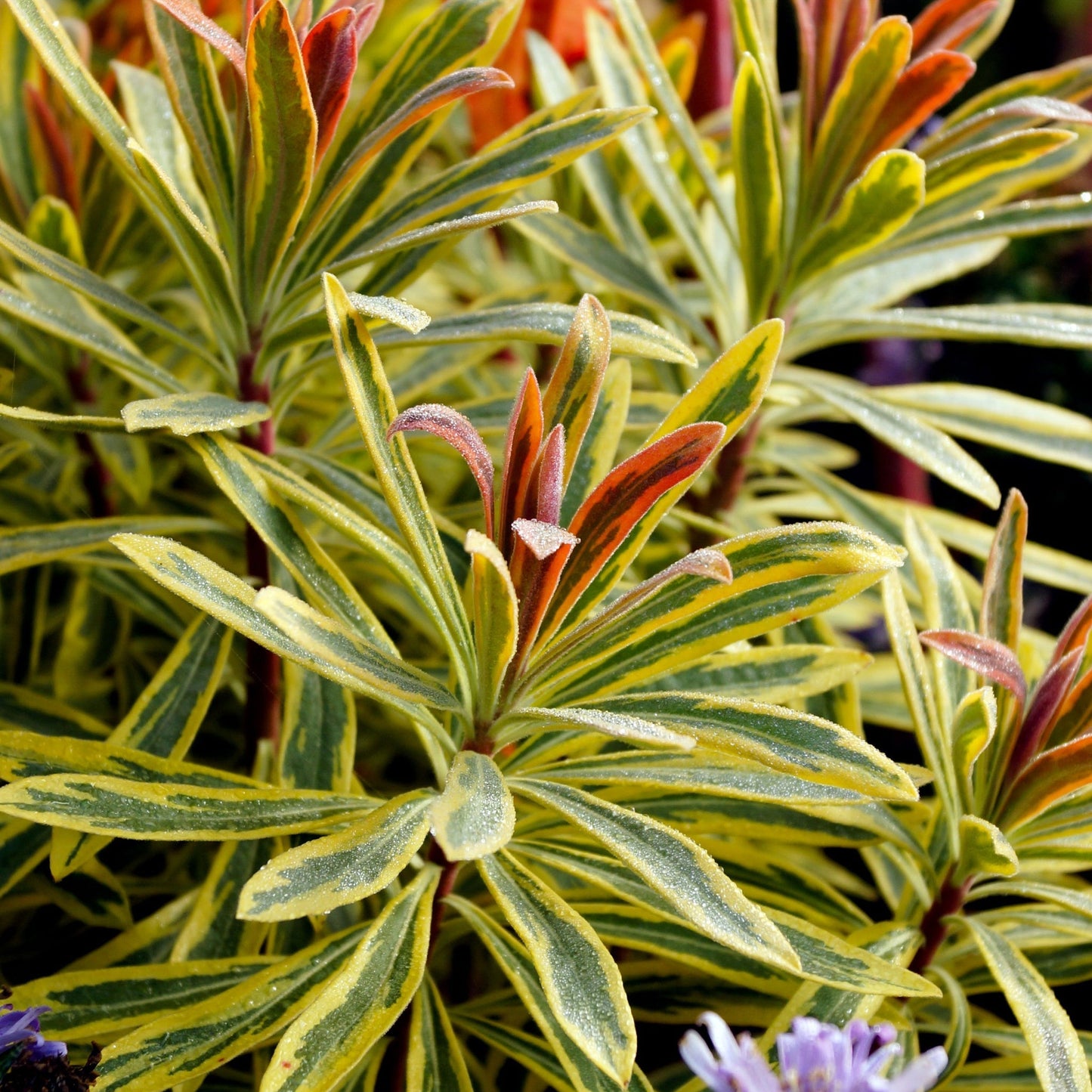 Ascot Rainbow Euphorbia: Vibrant Perennial with Kaleidoscopic Foliage - plants - express.com