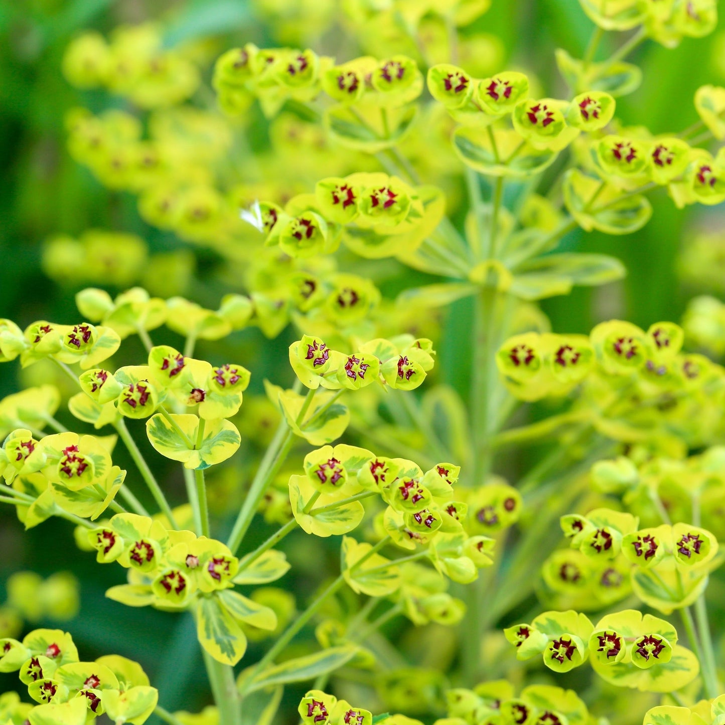 Ascot Rainbow Euphorbia: Vibrant Perennial with Kaleidoscopic Foliage - plants - express.com