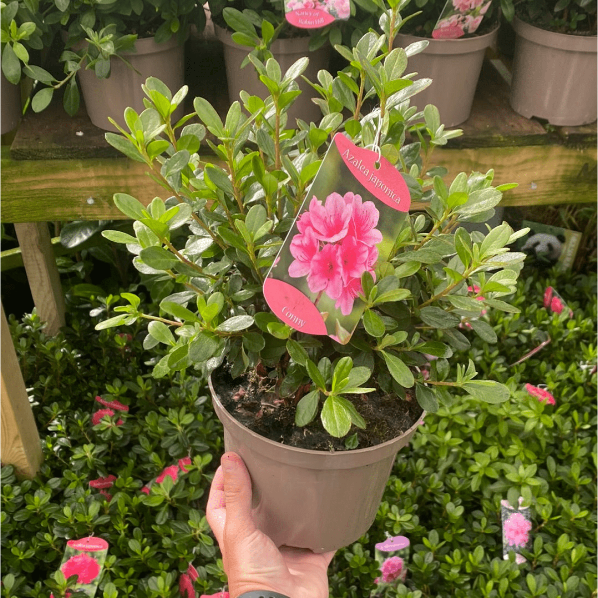Azalea 'Conny' - Evergreen Blooms May in 2L Pot - plants - express.com