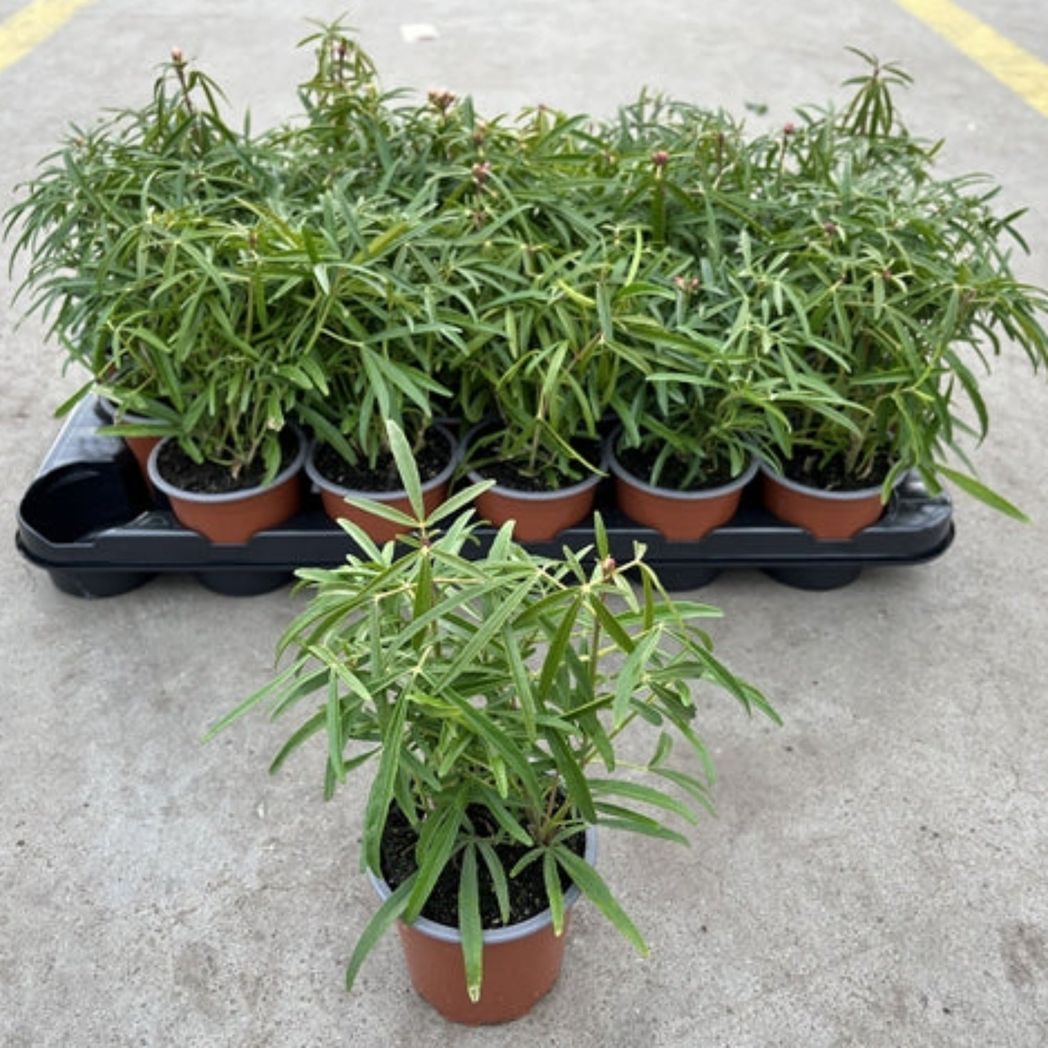 Aztec Pearl Choisya: Compact Evergreen Shrub with Fragrant White Blooms - plants - express.com