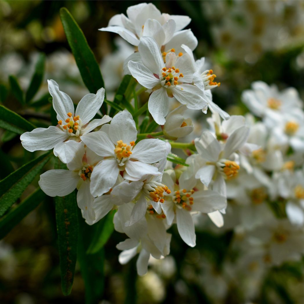 Aztec Pearl Choisya: Compact Evergreen Shrub with Fragrant White Blooms - plants - express.com