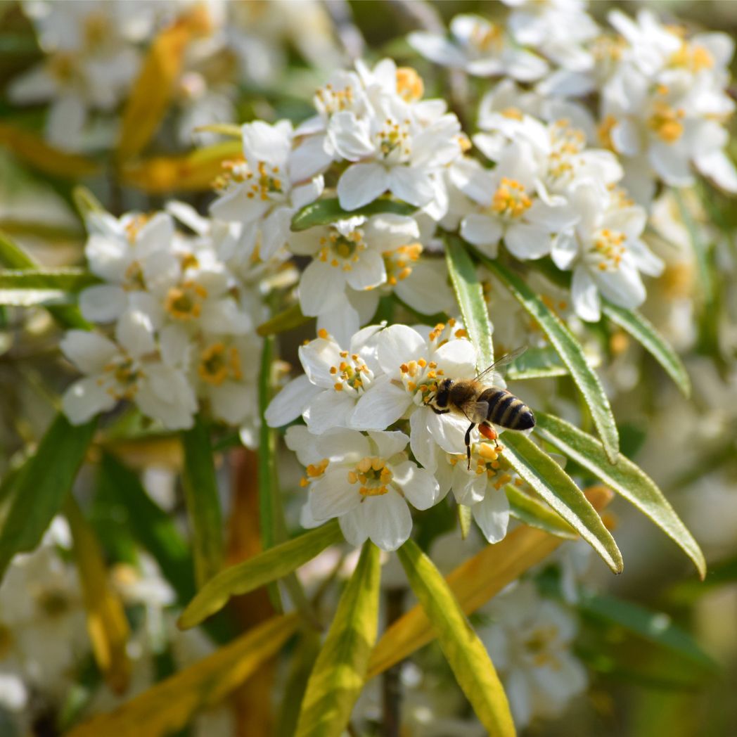Aztec Pearl Choisya: Compact Evergreen Shrub with Fragrant White Blooms - plants - express.com
